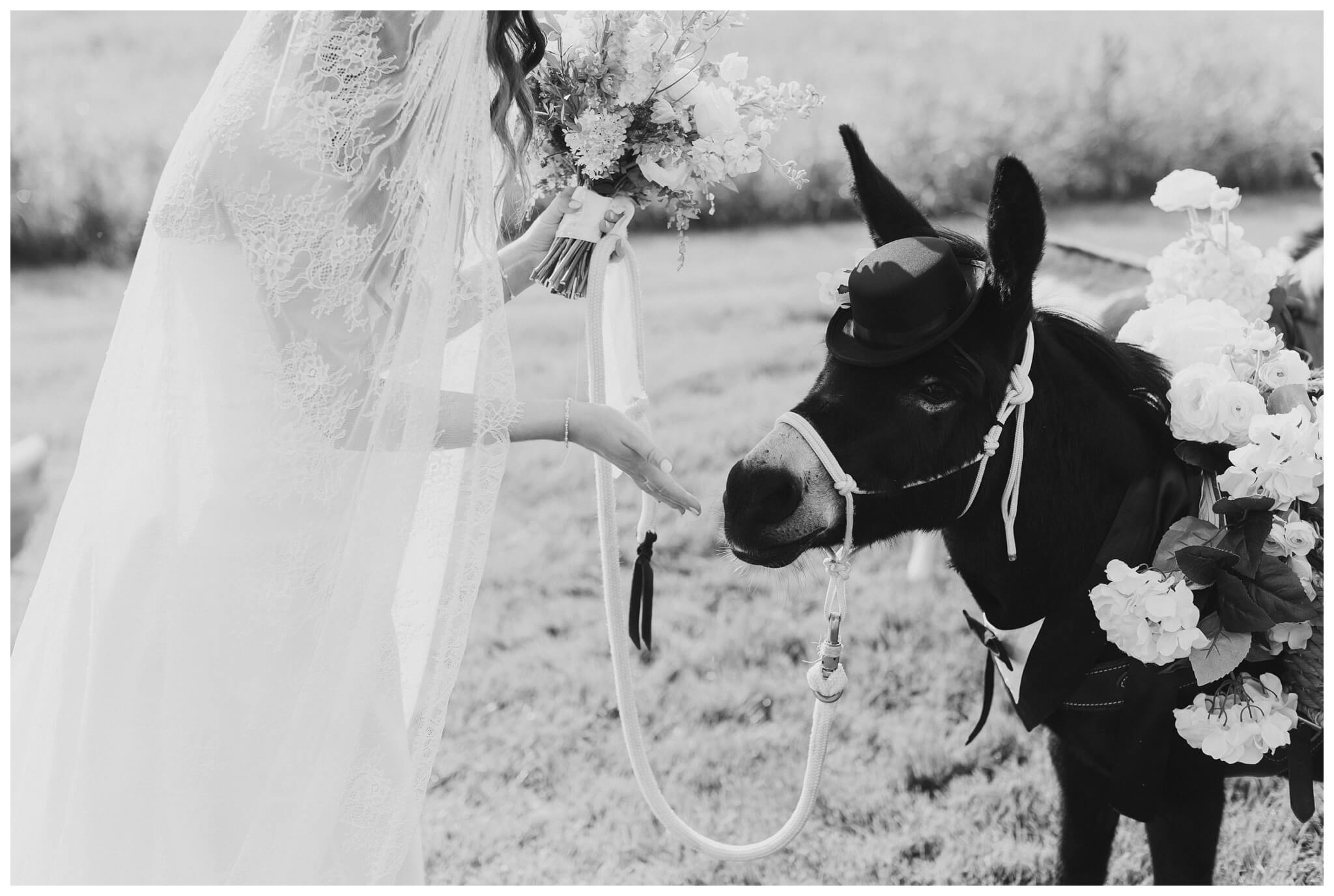 bride with donkey at white barn wedding at etre farms by josh and andrea photography 